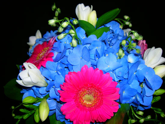 blue hydrangea with pink gerbera and white freesia
